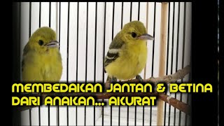 Cara membedakan anakan cipow jantan dan betina AKURAT