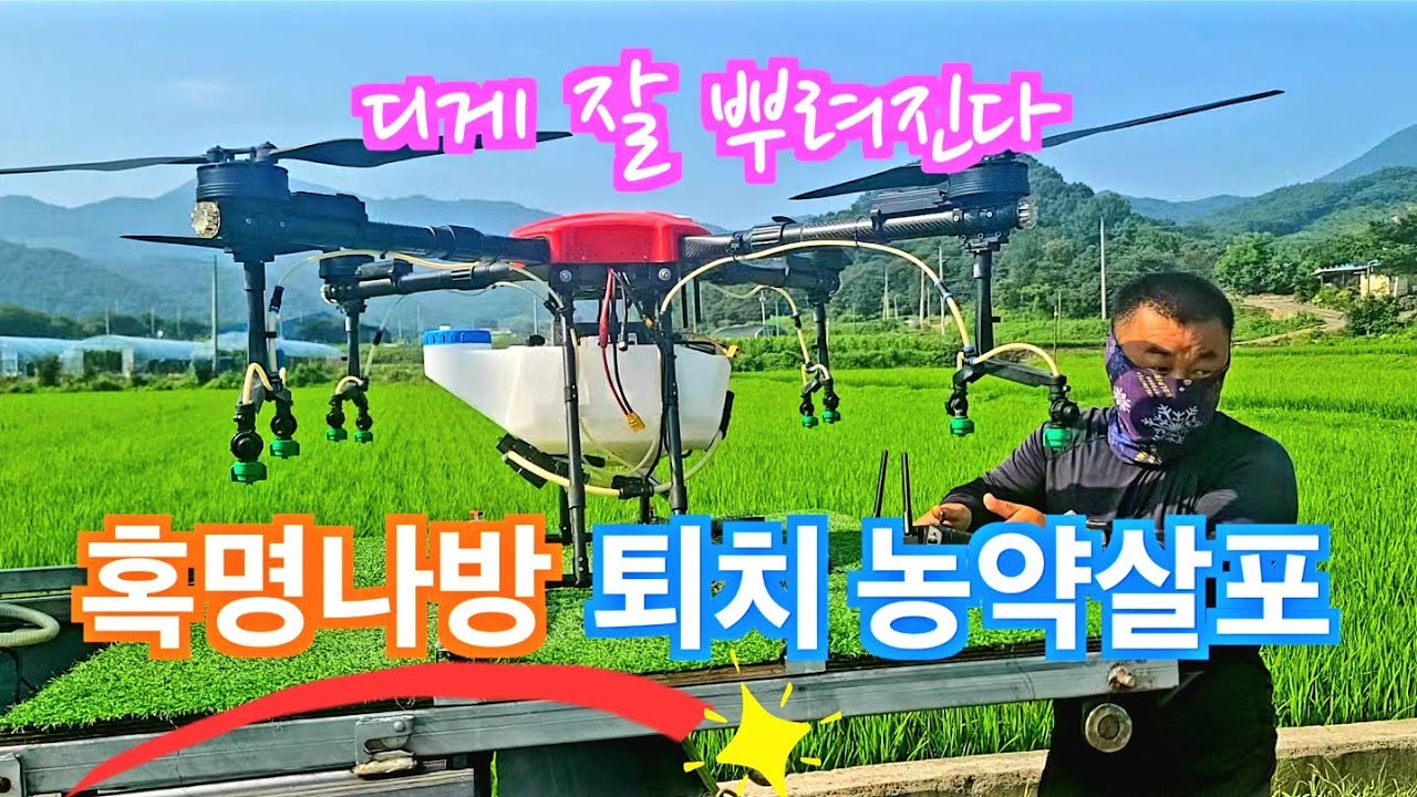 [드론방제] 혹명나방 퇴치 농약을 살포한다 해서 다녀왔습니다(신브로Bro)Drone pesticide spraying. kill the moth YouTube