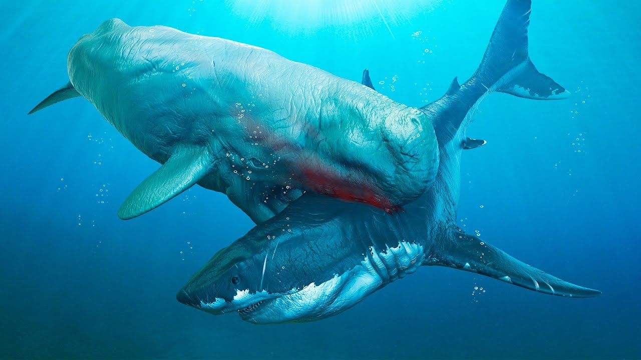 Il Megalodonte Contro 6 Dei Suoi Più Spaventosi Nemici - YouTube