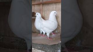 الحمام الكنج الأبيض الملكى Royal white king pigeon