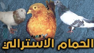 اصل الحمام الاسترالي ومواصفاته والفرق بينه وبين الغزار#الغية#العمدة