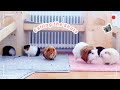 This Video Ends When My Guinea Pigs Have Had Enough