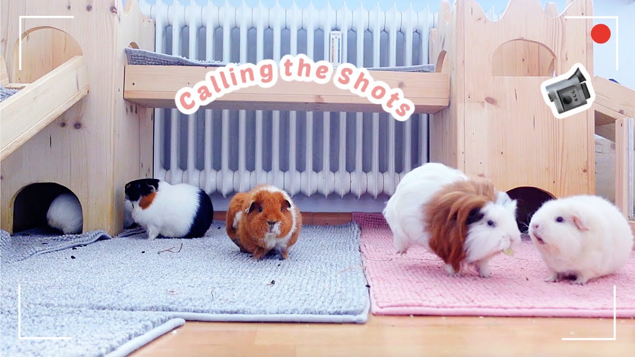 This Video Ends When My Guinea Pigs Have Had Enough