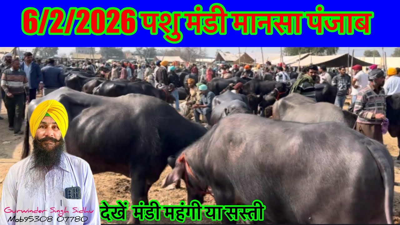 6/2/2026 पशु मंडी मानसा पंजाब की भैंसें की फेमस मंडी जानिए मंडी के रेट आज के @TardDairyFarm 