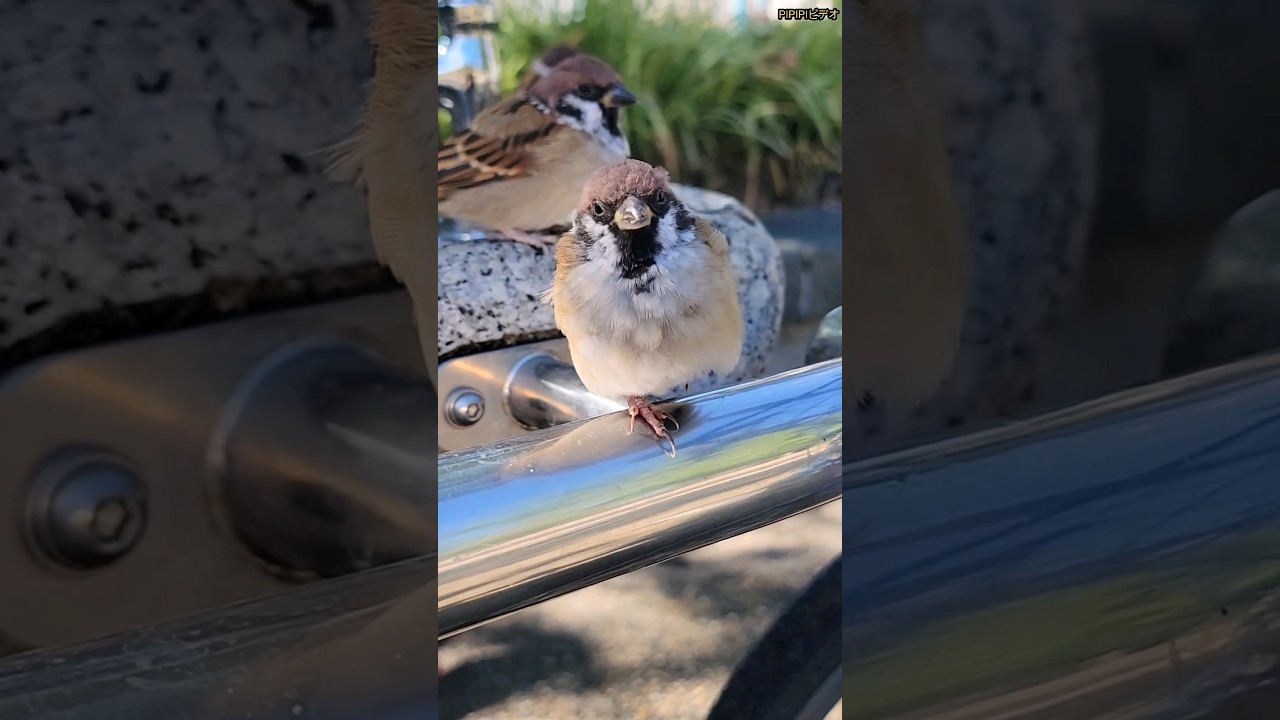 秋晴れ 寛ぐ三羽 スズメの子 #bird #japanese sparrow - YouTube