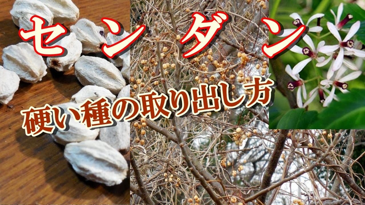 種から育てる盆栽】センダンの硬い種の簡単な取り出し方法Easy way to