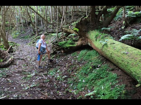 Crossing an amazing forest from Pico Alto to Baia dos Anjos in Santa Maria, Azores