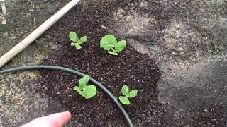 Pittman's Pumpkin Patch 2012 Part 13