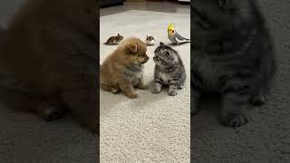 Somethings Up And Its Not Just The Hamster