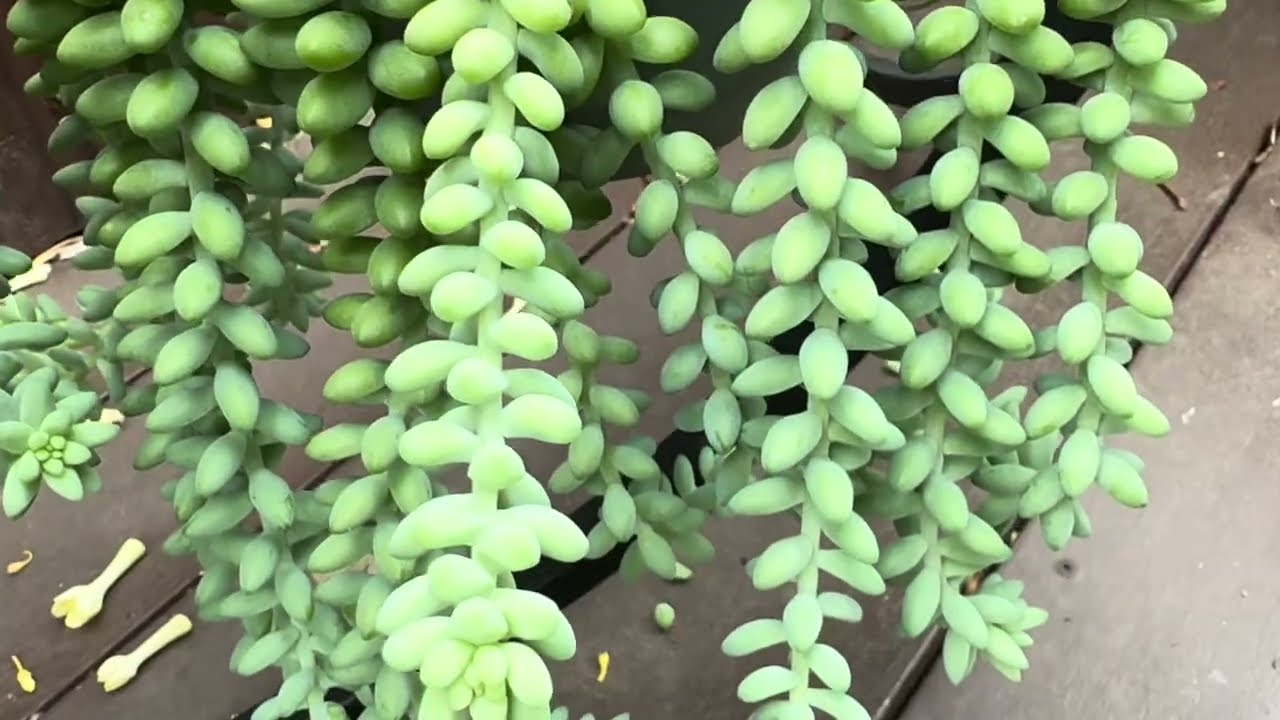 Растения для начинающих | Простые в выращивании суккуленты и красивая цветущая лиана для свадебно...