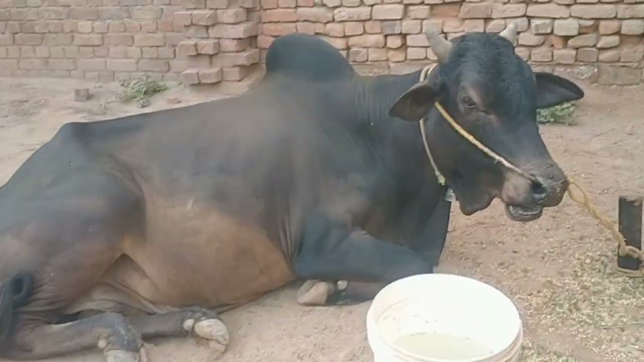 Hamara qurbani Ka janwar Gaya 🥰😍😍