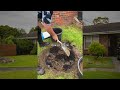 How to plant a tree series with chris lucas
