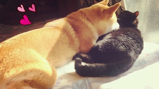 愛するニャンコの寝顔にみとれる柴犬 Dog Can T Take Her Eyes Off Sleeping Cat Youtube 愛するニャンコの寝顔にみとれる柴犬 Dog Can T Take Her Eyes Off Sleeping Cat Youtube