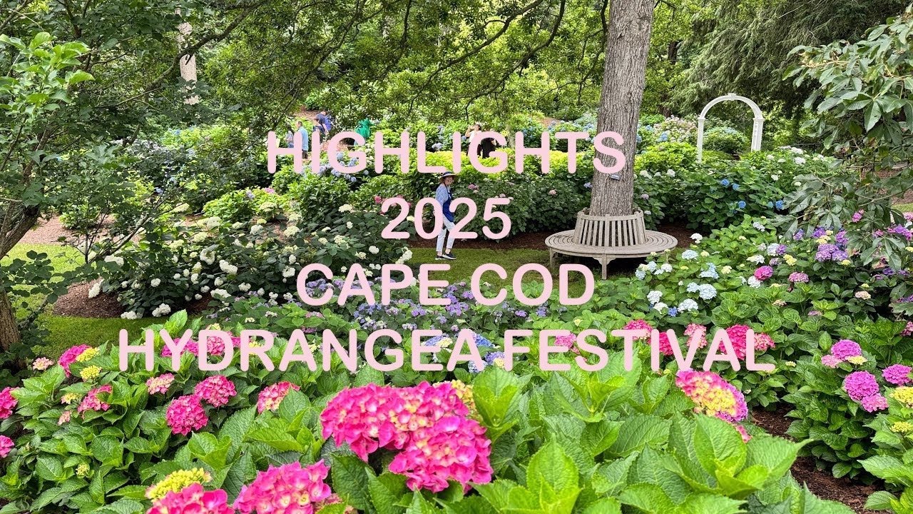 Highlight reel of 2025 Cape Cod Hydrangea Festival 