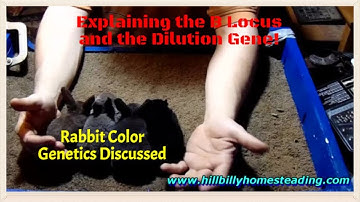 Rabbit Genetics -- Explaining Rabbit Coat Color Genetics and the Dilution Gene.mp4