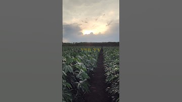 Singkong Garuda Dengan Metode Pertanian Semi-Organik ‼️#farming #shorts