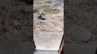 cerito mustahil #shortvideo #shorts #short