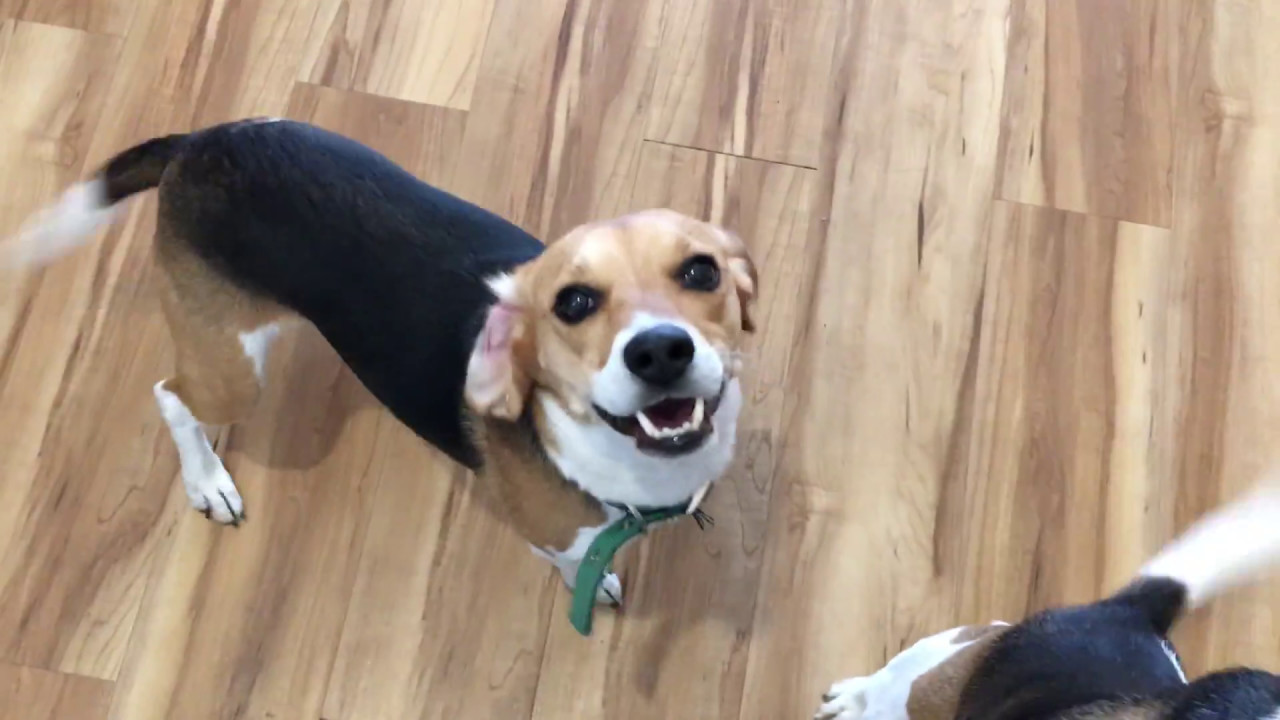 Meeting Regis and Bennett