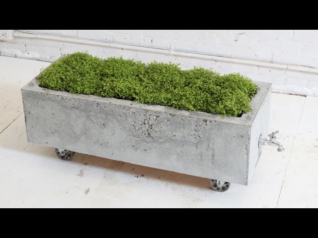 cork plant Staghorn Fern in Natural Cork Bark Planter main image 0