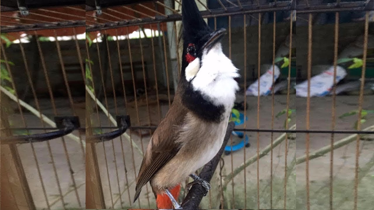 luyện giọng cho chào mào hót hay - căng lửa, chào mào