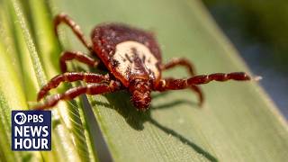 What to know as ticks spread to new regions and bring new threats