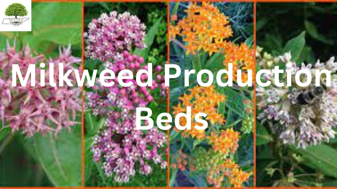 Milkweed Production Beds - TN Nursery
