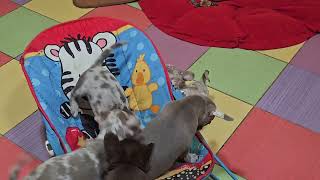 видео: Добрый вечер из ясель #питомник #чихуахуа #Кастропуло #Крым  картинка: Добрый вечер из ясель #питомник #чихуахуа #Кастропуло #Крым