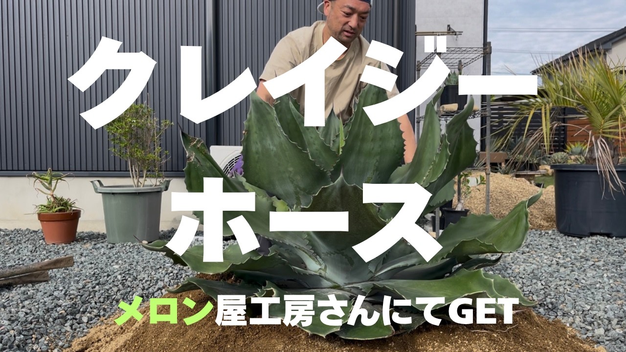 Large Crazy Horse plant] Got a large Crazy Horse plant from