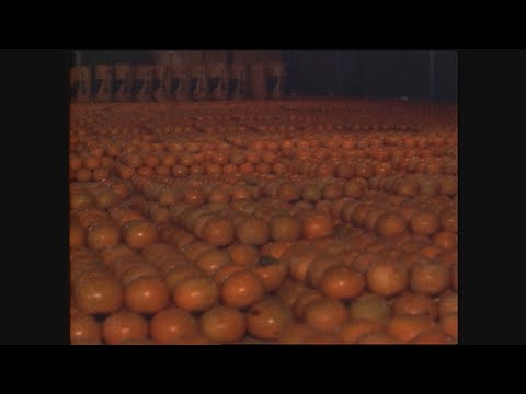【懐かし映像】柿の出荷盛ん　岐阜県大野町【1970年11月11日】