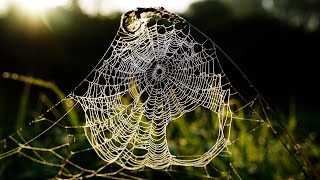 Download Lagu Āustras Laīwan - un balcon en forêt MP3