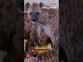عمرك سمعت صوت الضبع قبل كدا