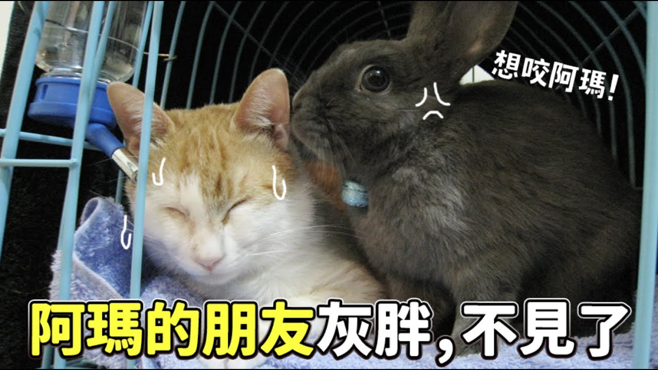 【黃阿瑪的後宮生活】阿瑪的朋友灰胖，不見了！尋找灰胖之旅即將展開！