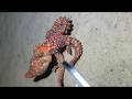 🐟️Diving under the sea to catch eels, crabs and sea cucumbers | Part 268-1