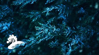 Sam Levine - Smooth Christmas [Christmas Visualizer]
