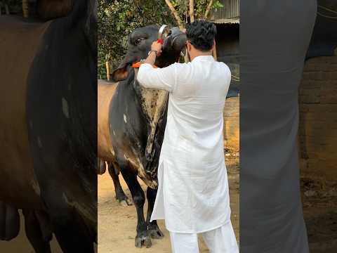 Stubborn massive tri colour brahman bull from iconic cattle ranch