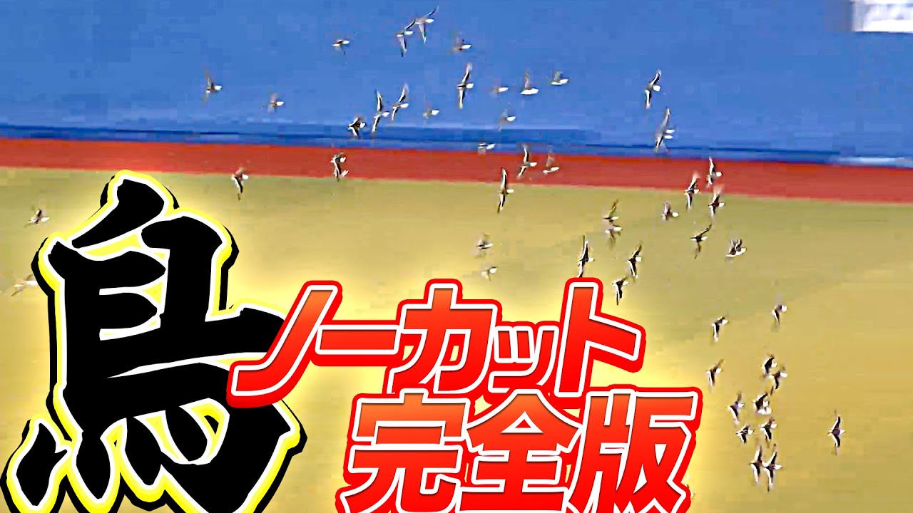 【ノーカット完全版】鳥に占拠されたZOZOマリンを“英雄・角中勝也”が救う【伝説の20分間】