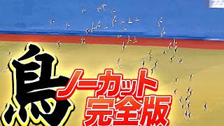 【ノーカット完全版】鳥に占拠されたZOZOマリンを“英雄・角中勝也”が救う【伝説の20分間】