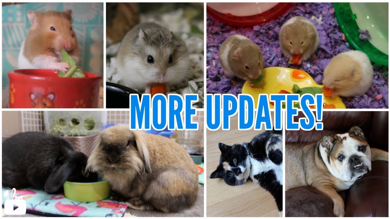 LOLA WENT TO THE VET? & other pet updates! - YouTube