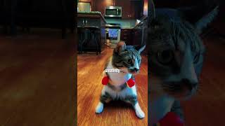 The Cat Who Turned Her Struggle Into Strength 🐱❤️