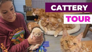 Exploring Kathy's Kattery: Maine Coon Paradise 🐾 Windy Hill Pets Cattery