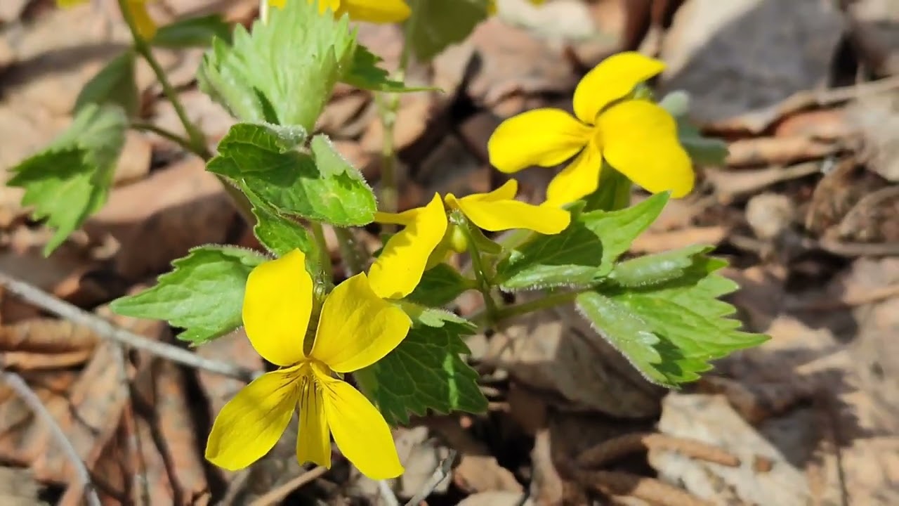 12.05.2023. Природа Сибири. Окрестности Красноярска. Зацвели фиалки Viola, медуница Pulmonaria.
