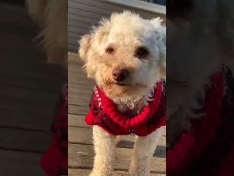 #asmr #pets #fypシ゚viral #fypシ #shorts #cute #puppy #dog #pets #relax #toypoodle #puppies #doglover