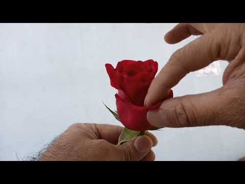 How To Remove Rose Petals The Right Way