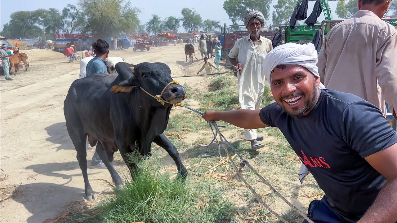 Alhamdulillah 13 Qurbani Ke Janwar Le Liye 🥰🤗