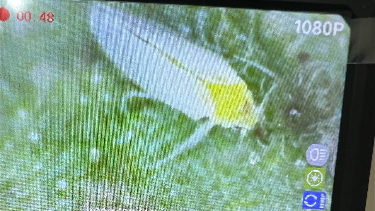 الذبابة البيضاء 