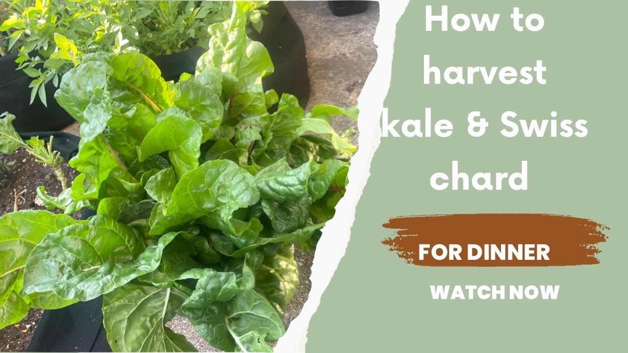 How To Harvest Kale and Swiss Chard kale swisschard YouTube
