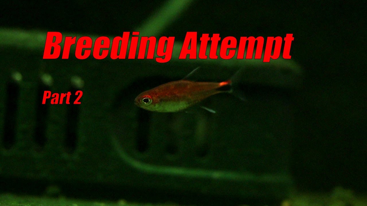 Ruby Tetra Breeding Attempt-They have been in this breeding tank over a month