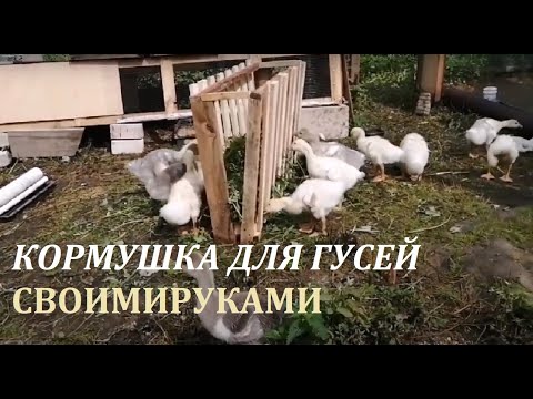 КОРМУШКА ДЛЯ ГУСЕЙ, ТРАВА У ДОМА