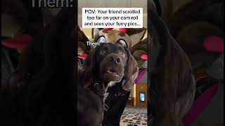 You are not supposed to scroll bro!!! #fursuiters #cosplay #furries #funny