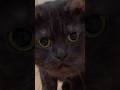 イケメン黒猫…準備OK! #cat